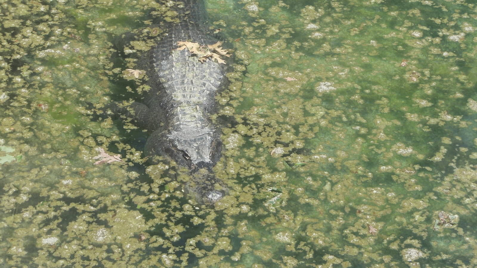 American Alligator