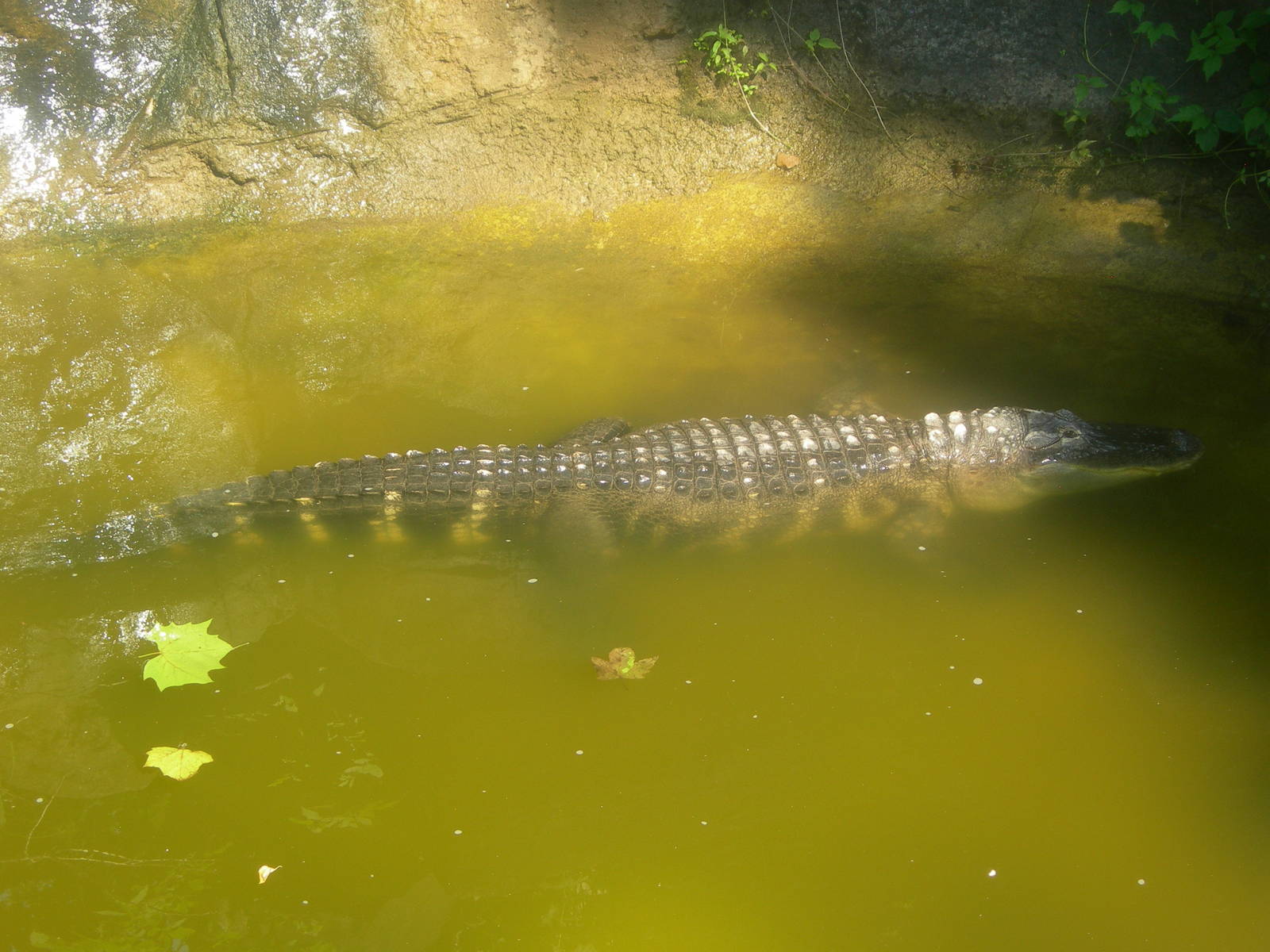 American Alligator