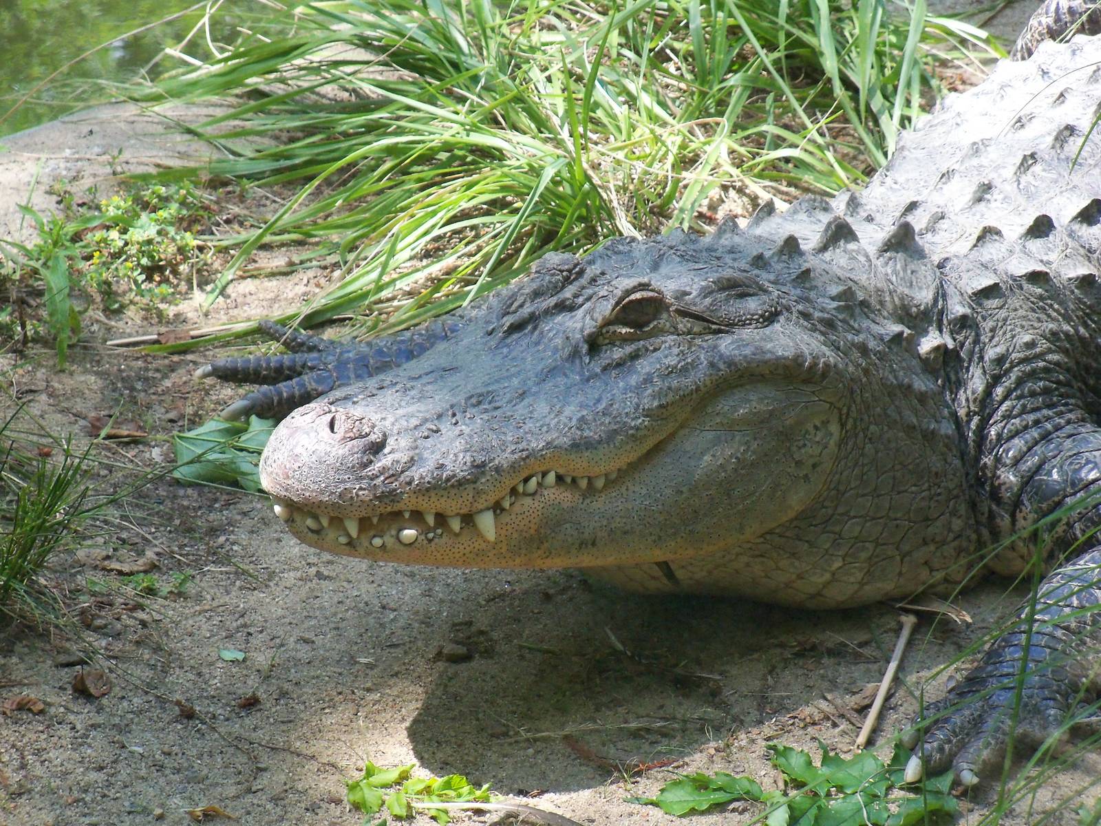 American Alligator