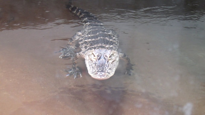 American Alligator