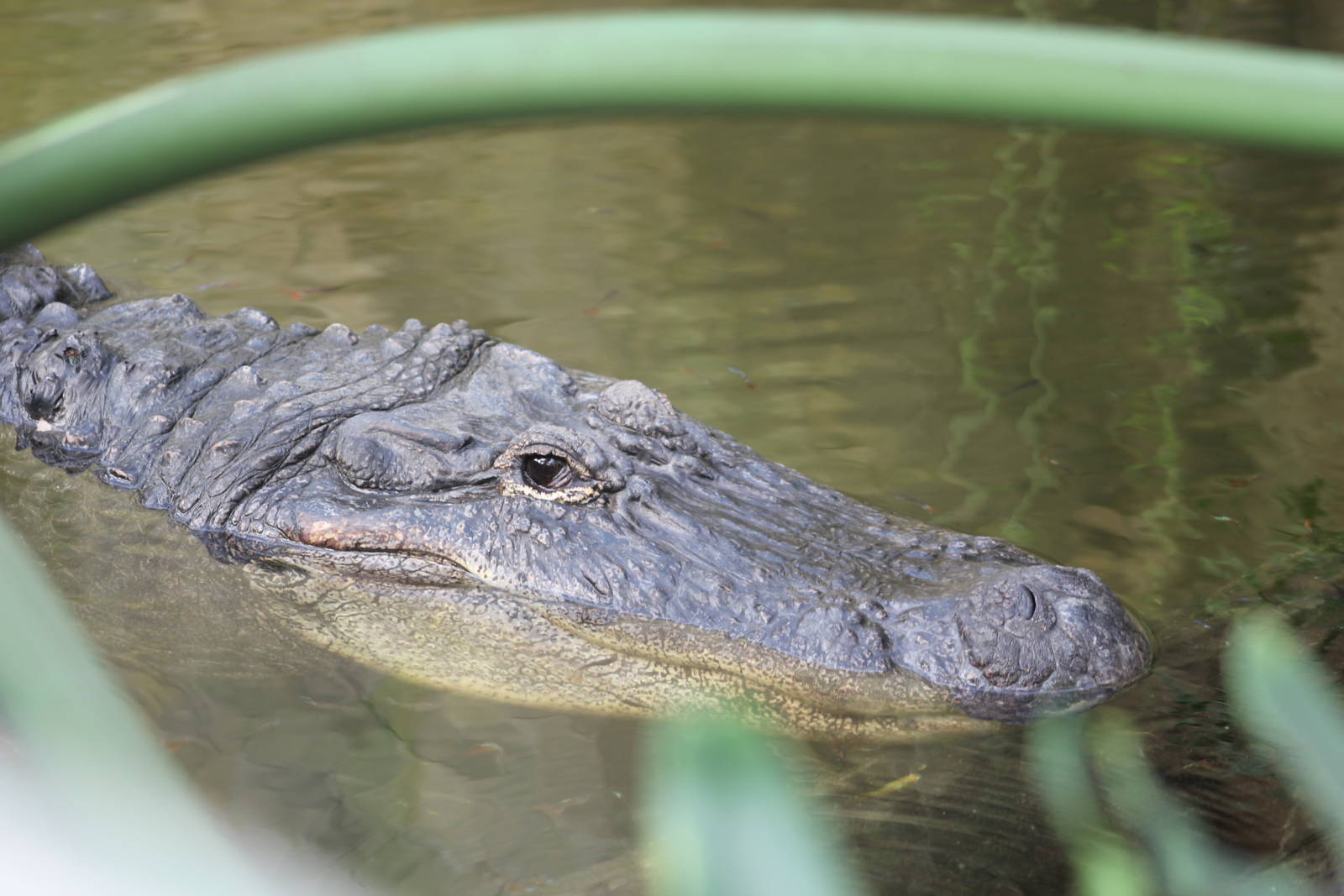 American alligator
