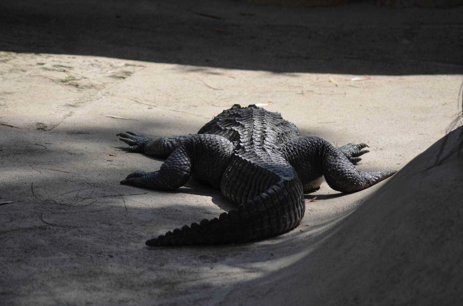 American Alligator