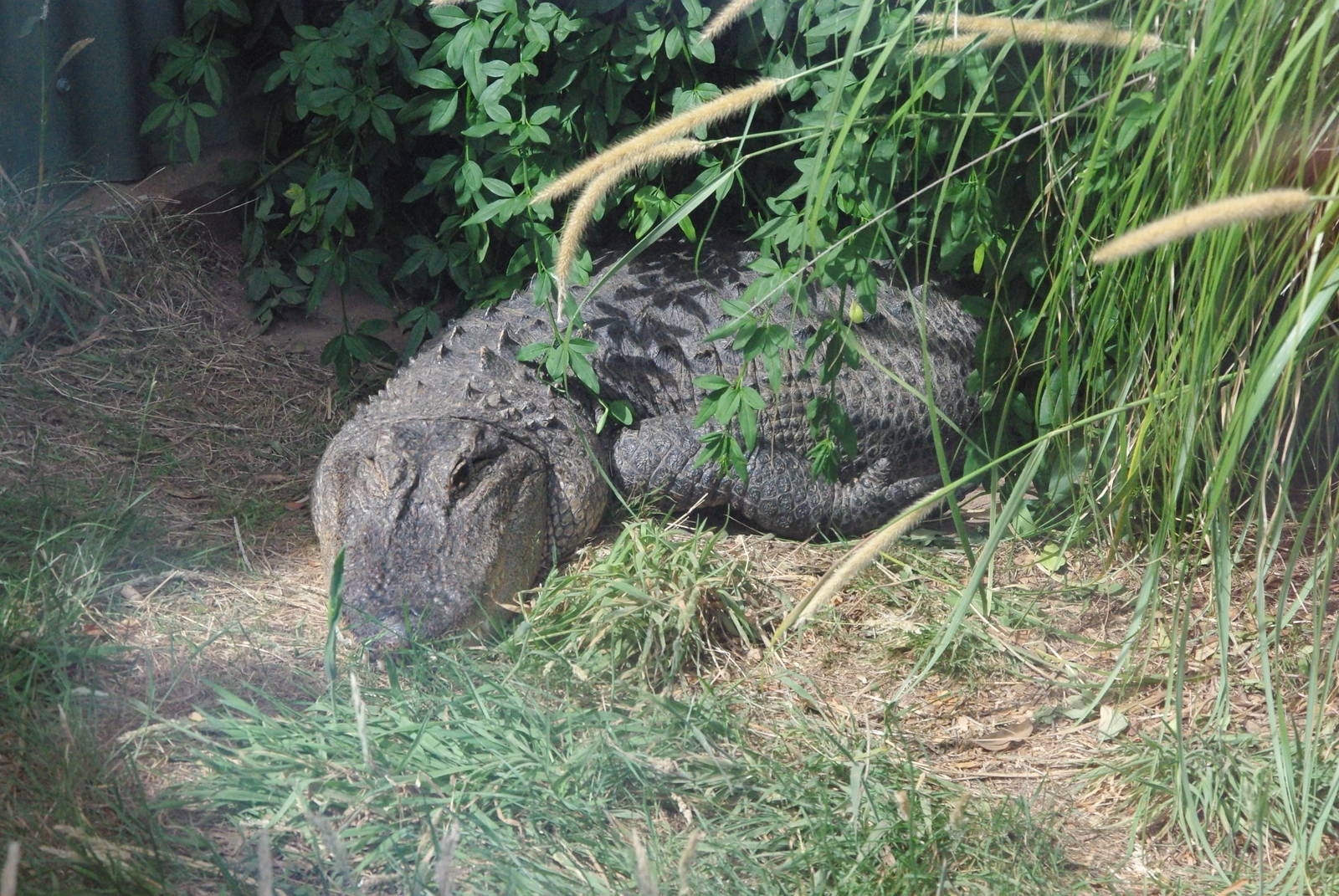 American Alligator