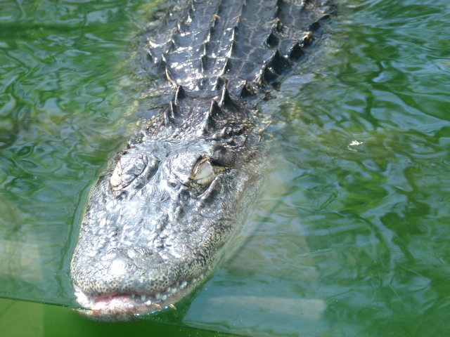 American Alligator