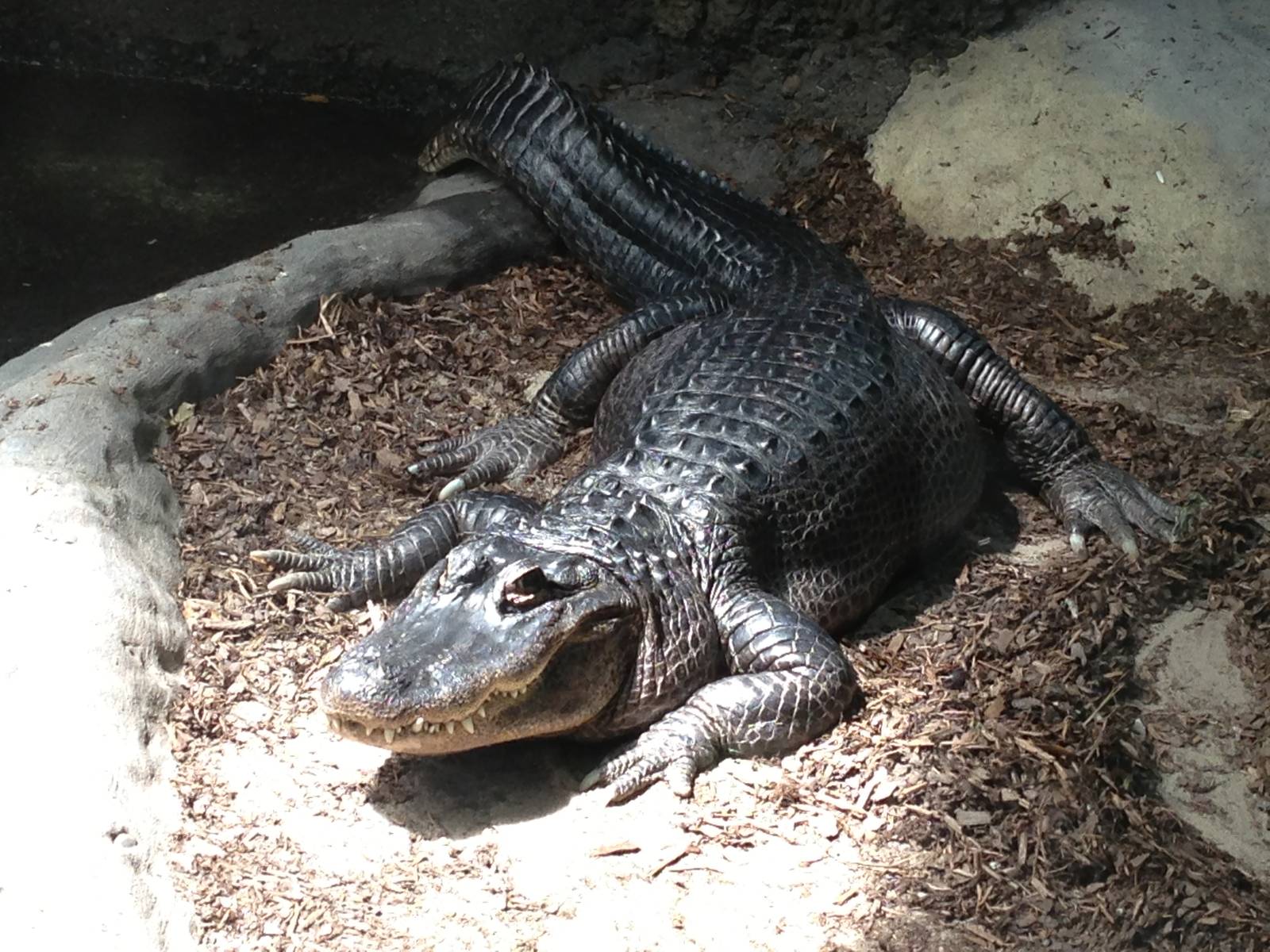 American Alligator