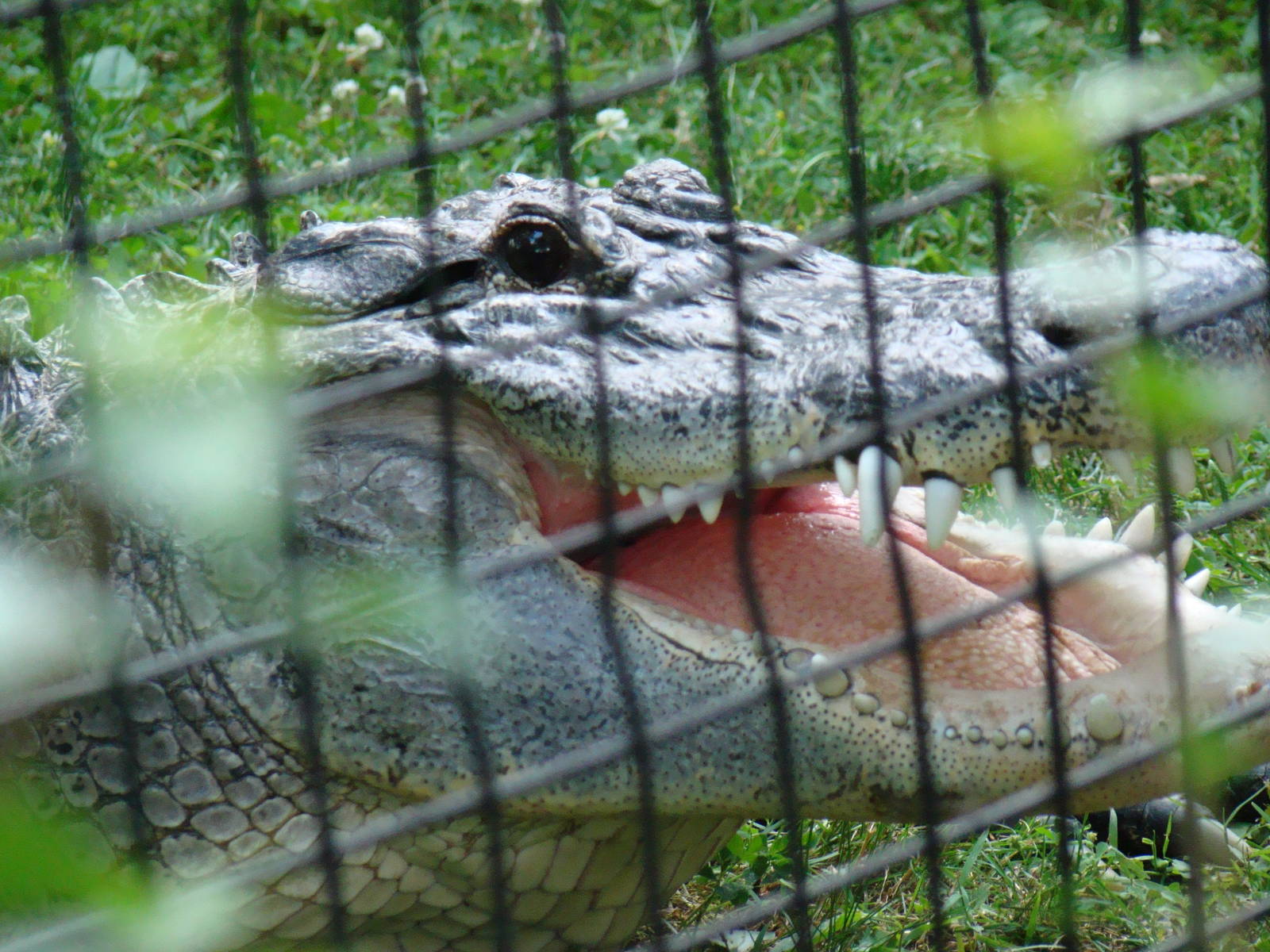American Alligator