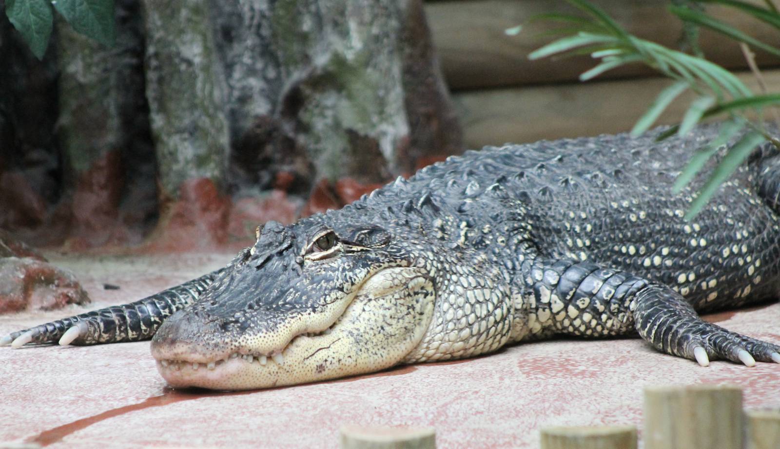 American alligator