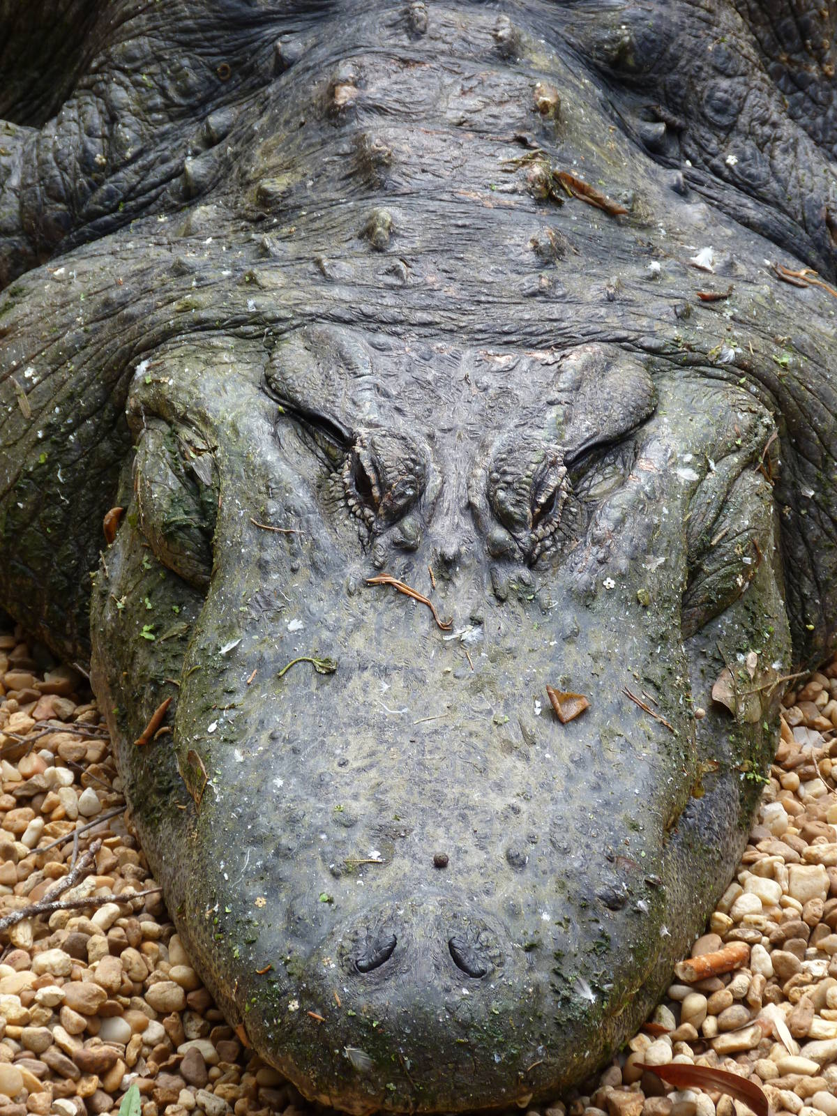 American Alligator