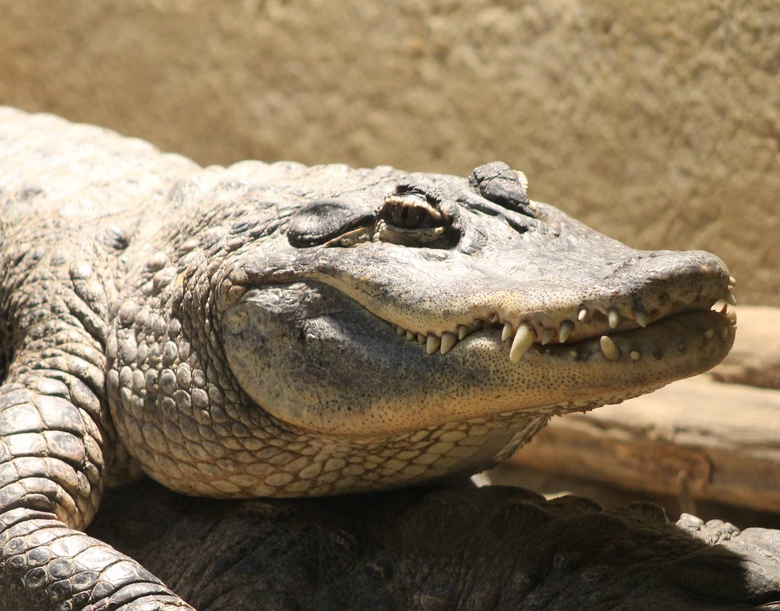 American alligator