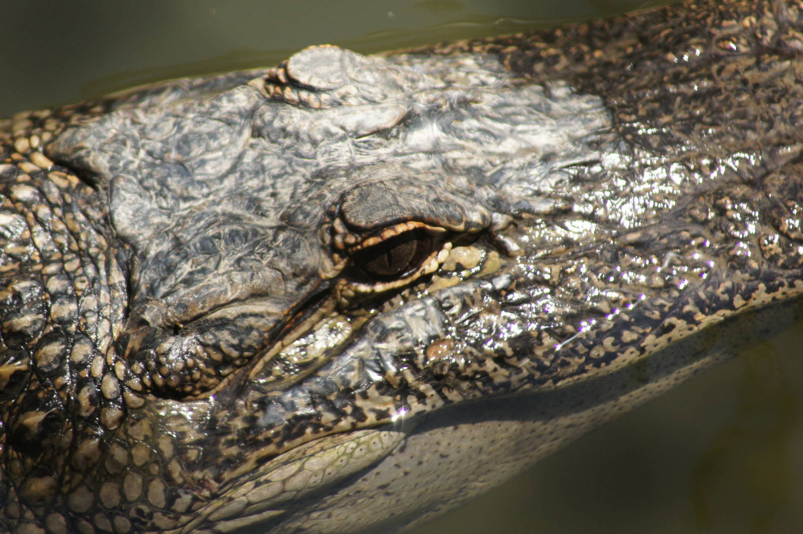 American alligator