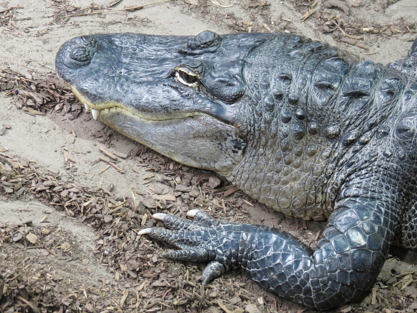 American Alligator