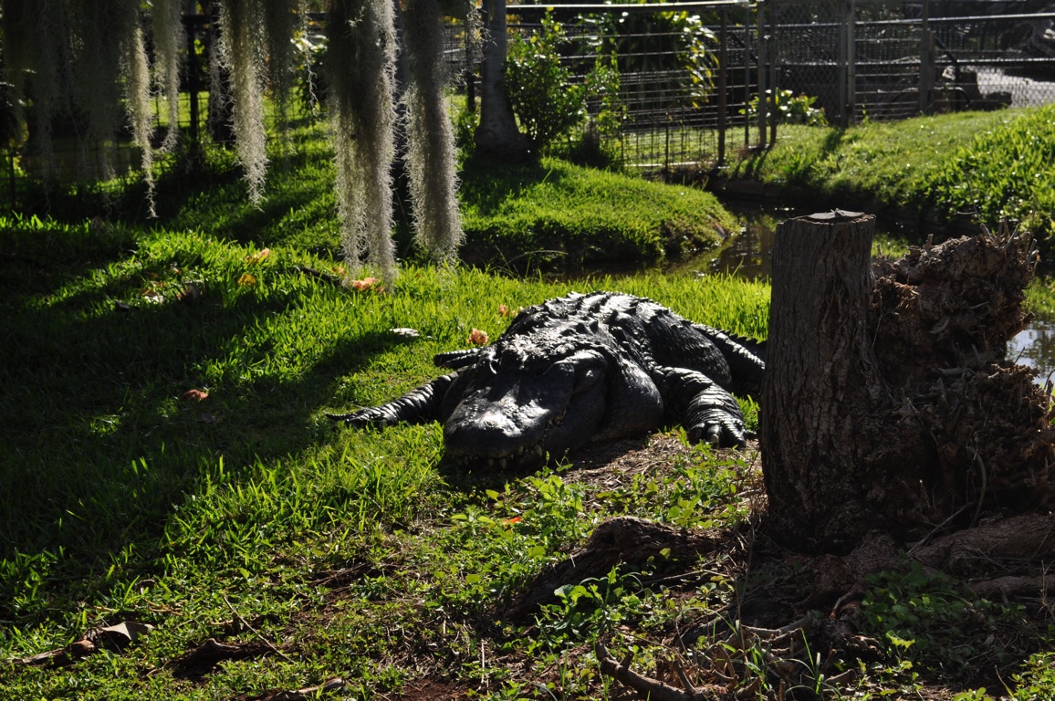 American Alligator