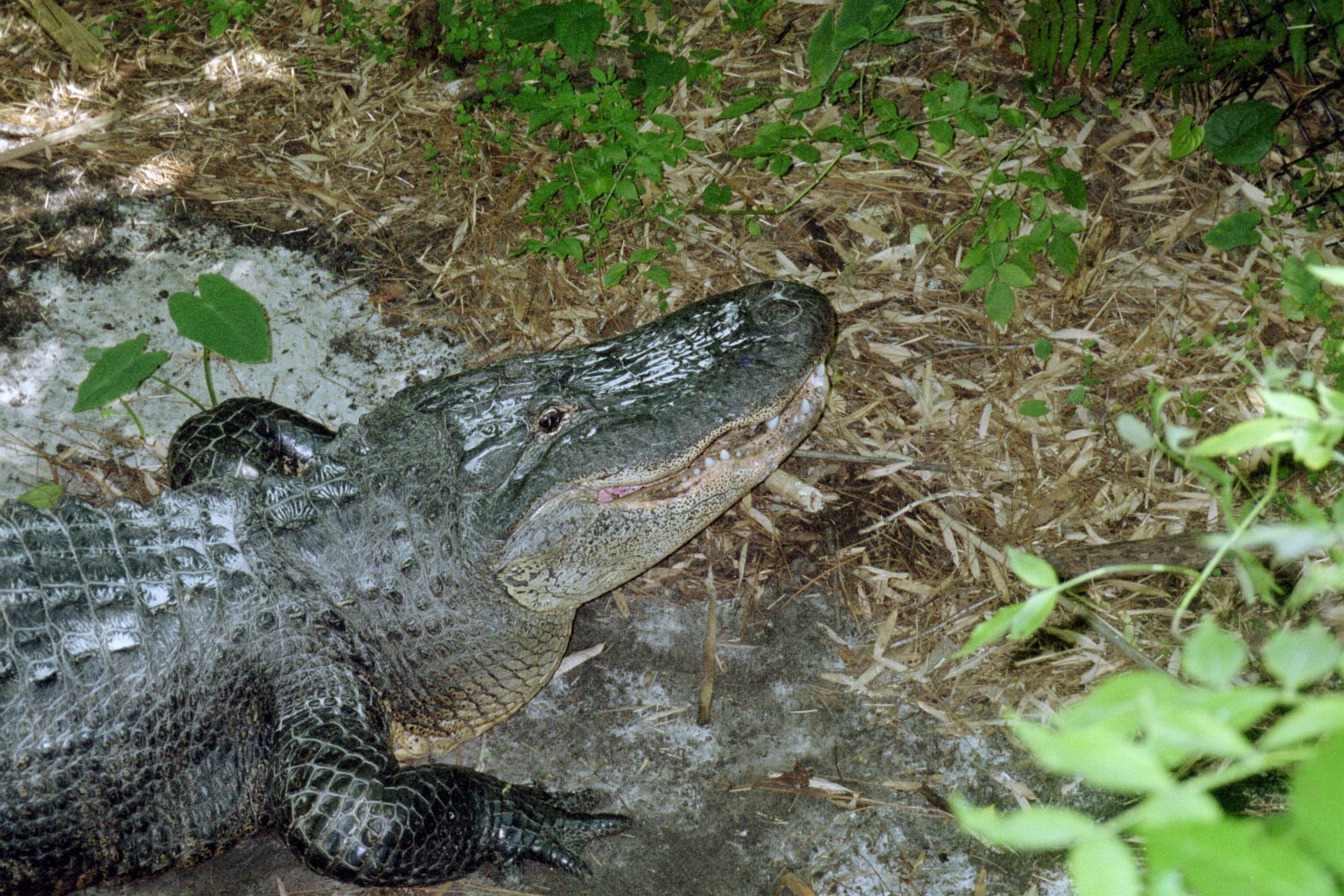 American Alligator