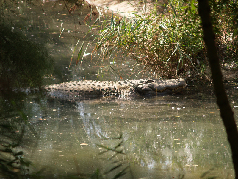 American alligator