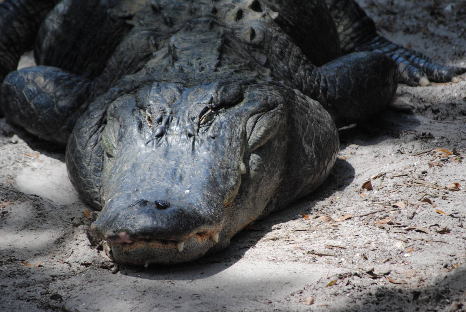 American Alligator