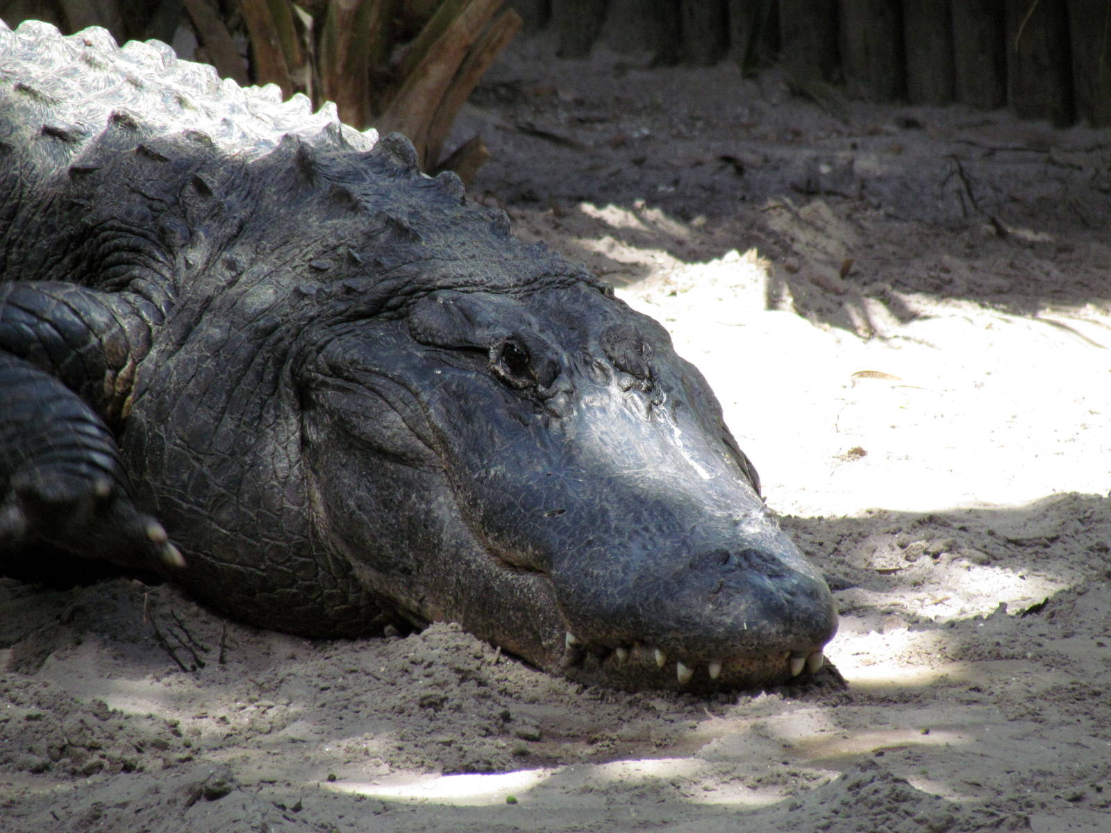 American Alligator