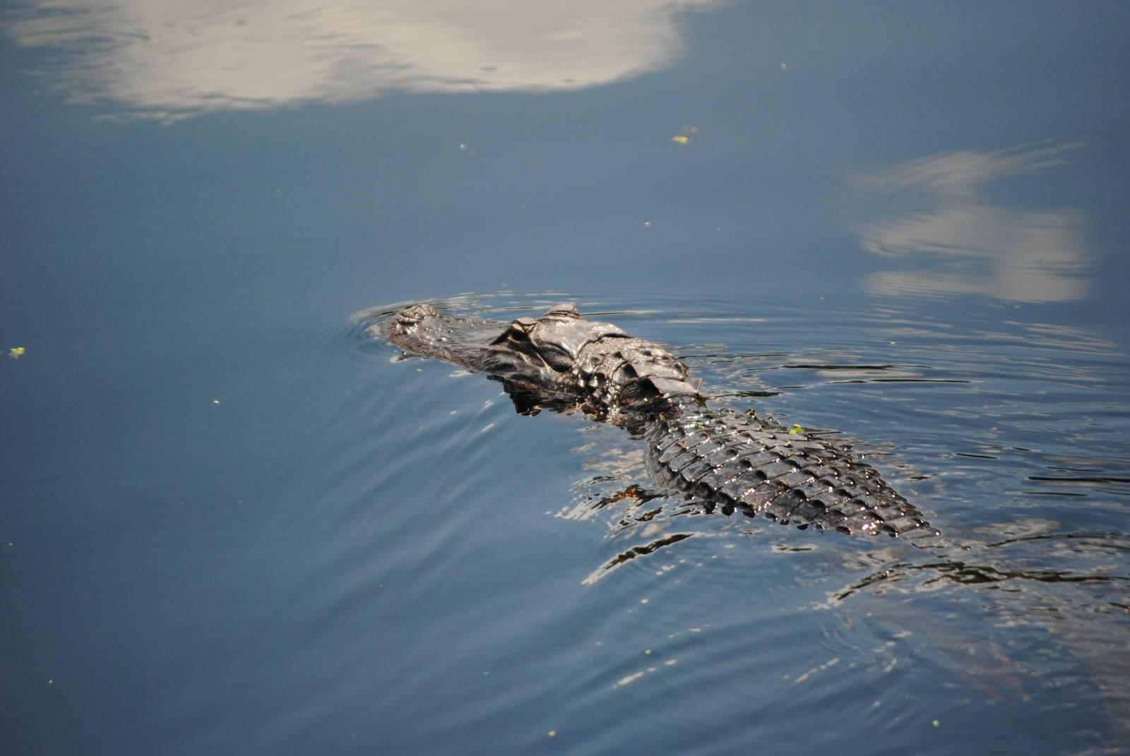 American Alligator