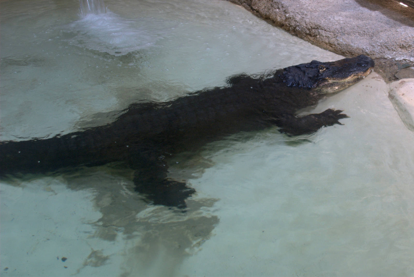 American Alligator