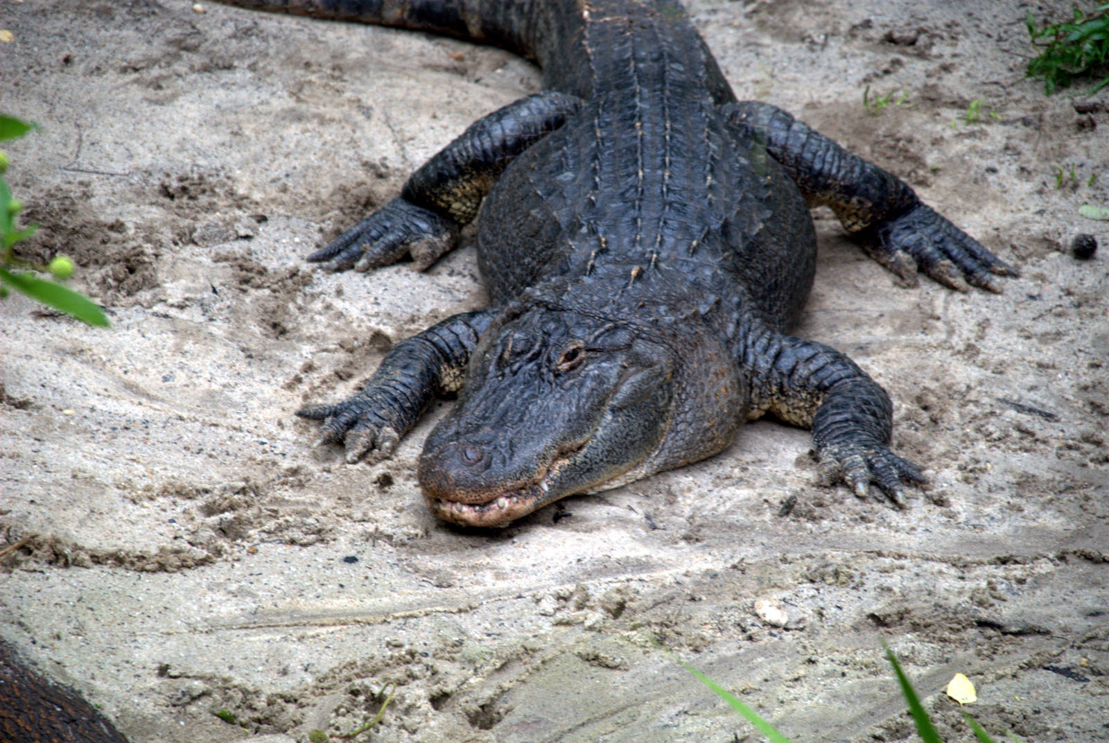 American Alligator