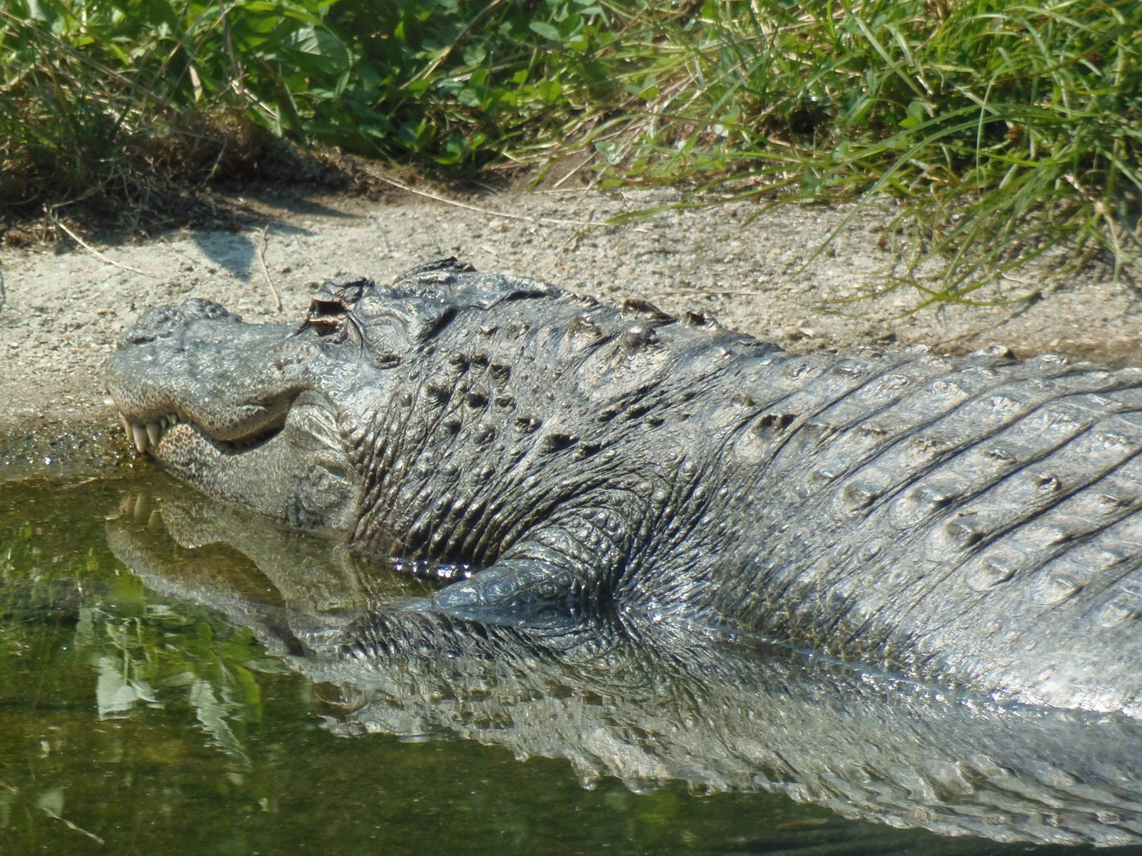 American Alligator