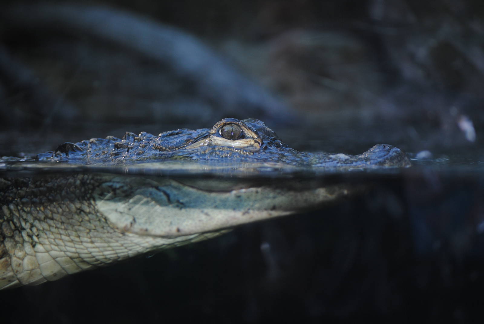 American Alligator