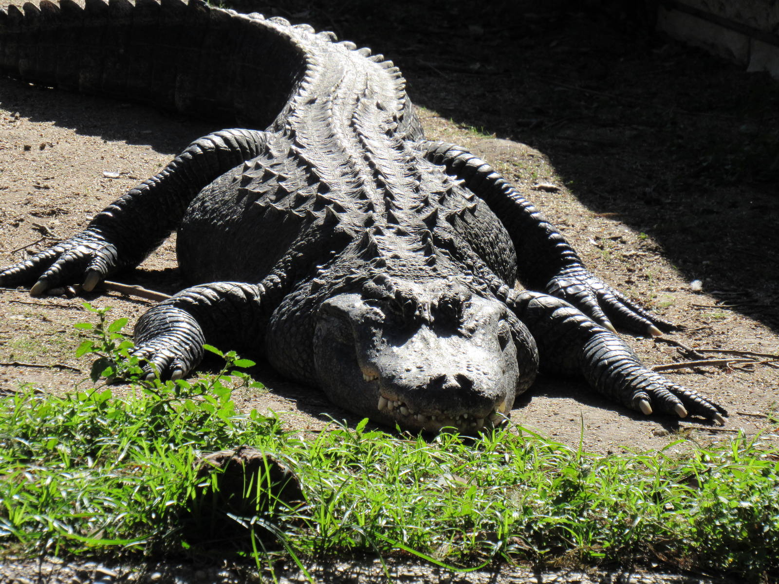 American Alligator