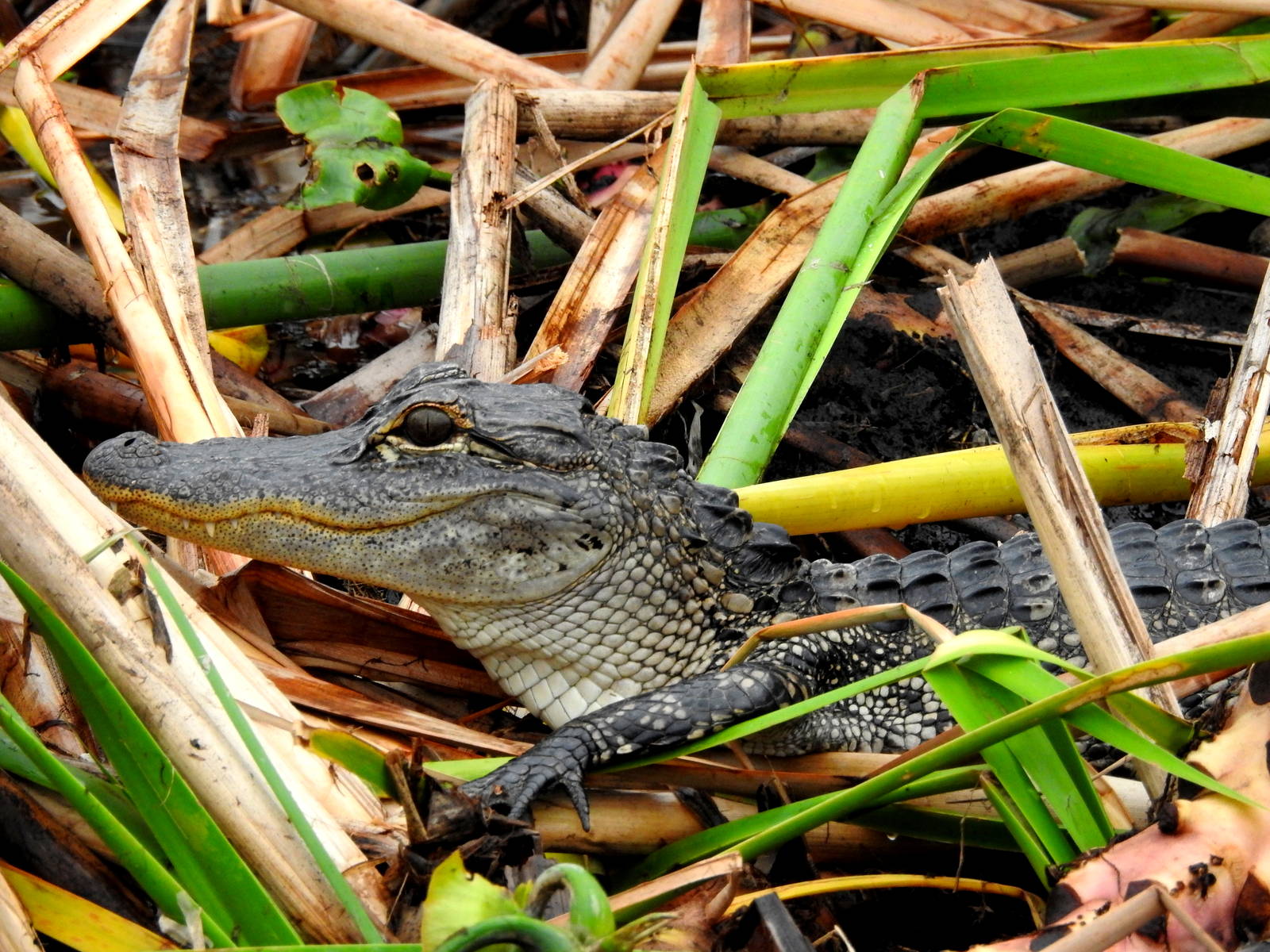 American Alligator