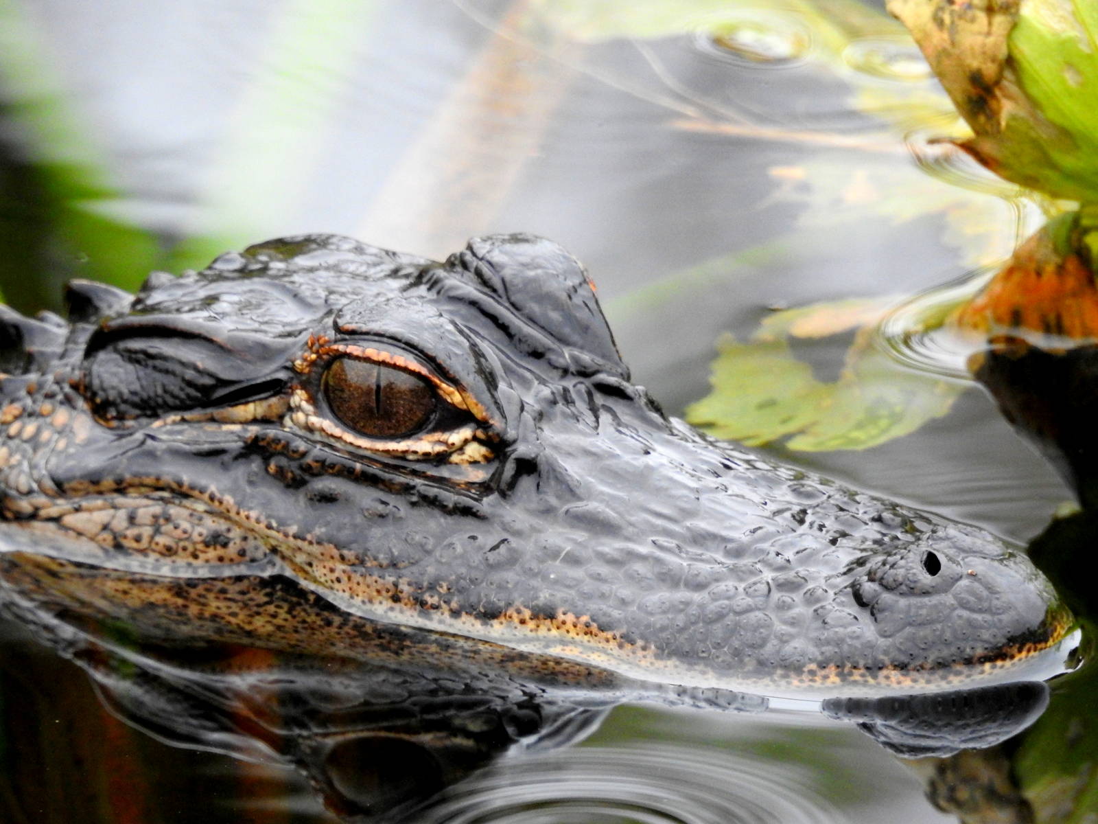 American Alligator