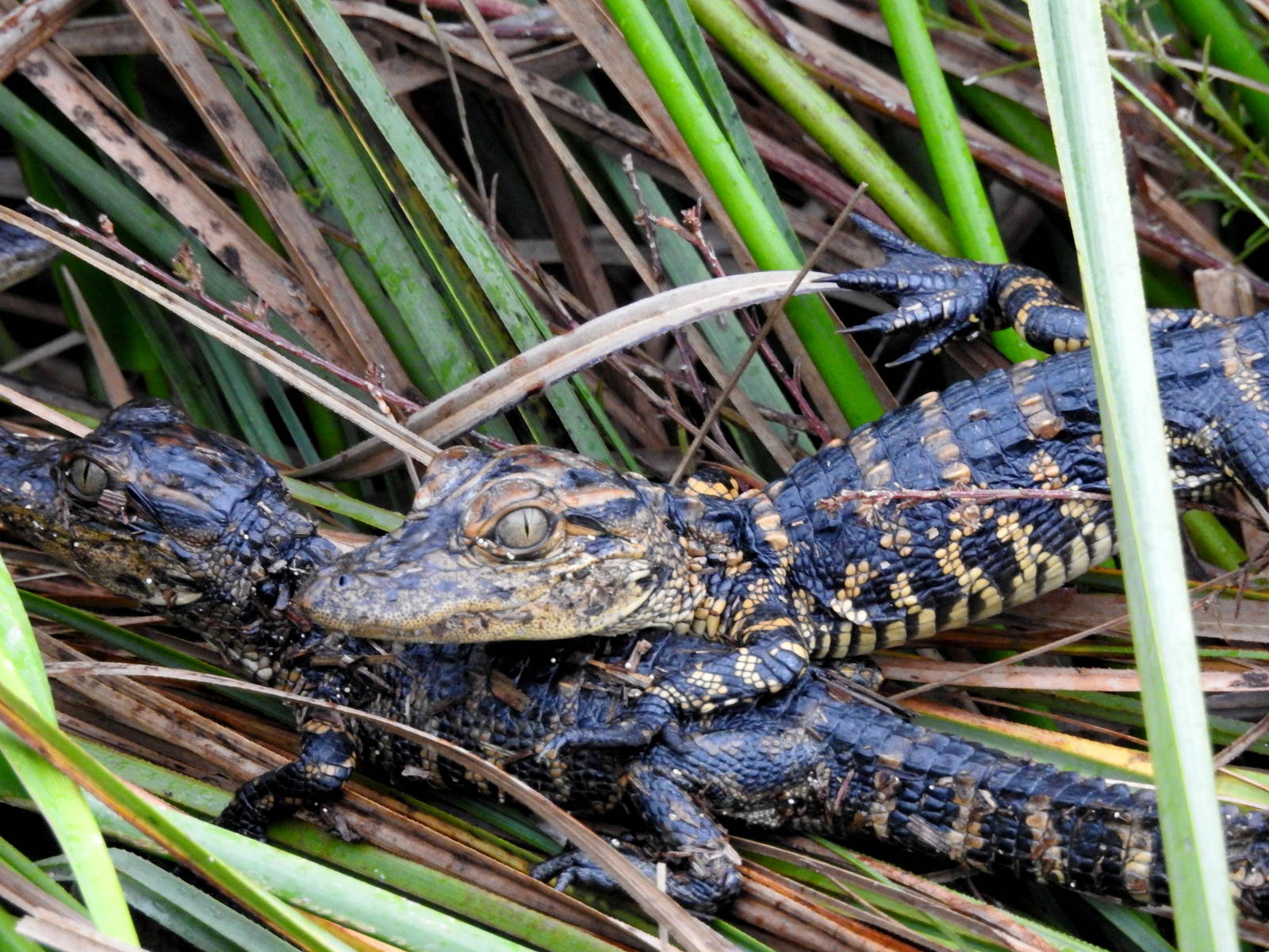 American Alligator