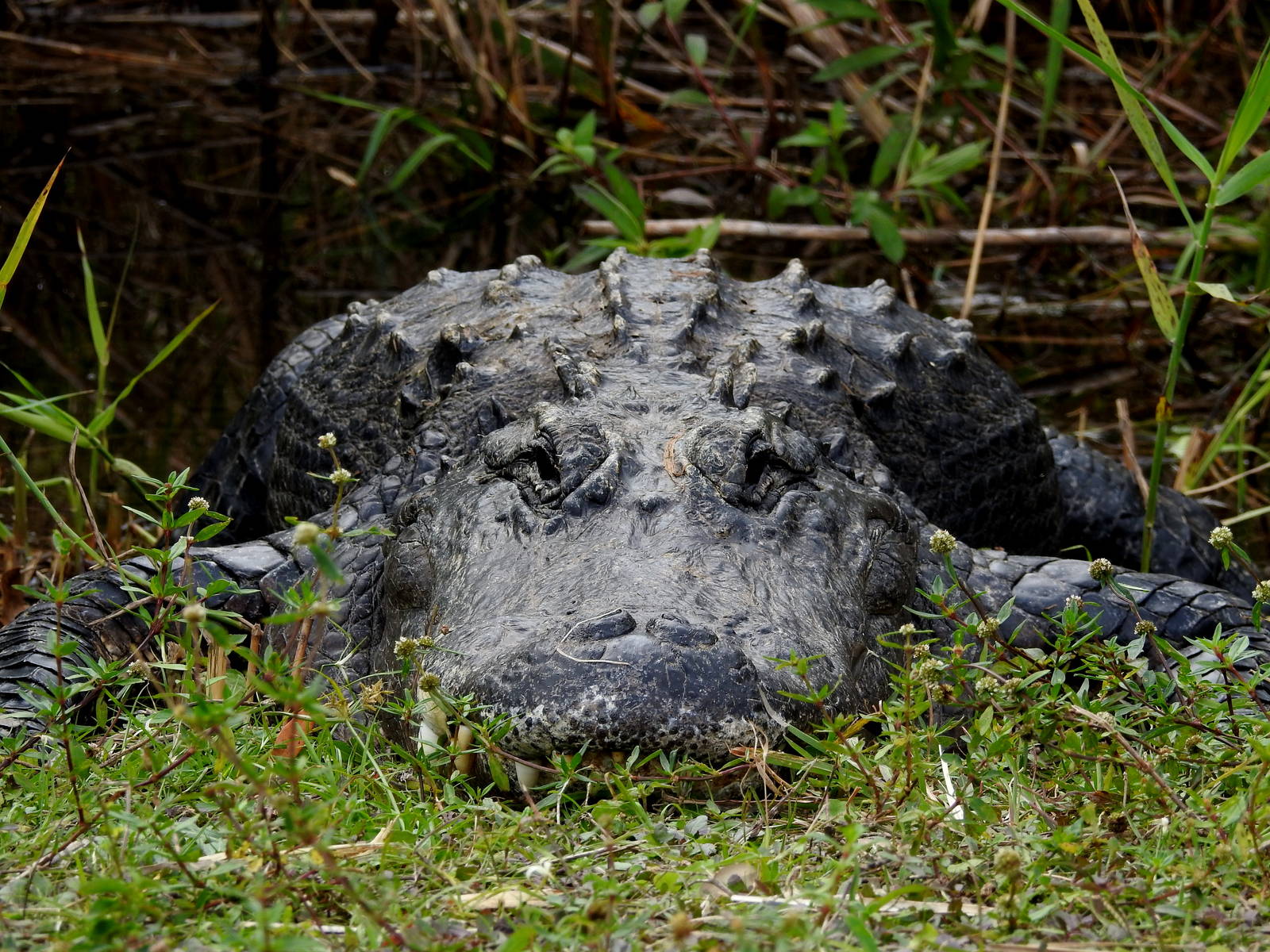 American Alligator