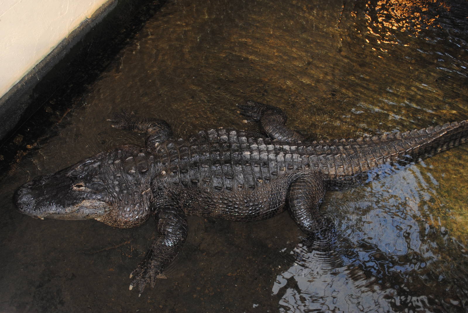 American Alligator