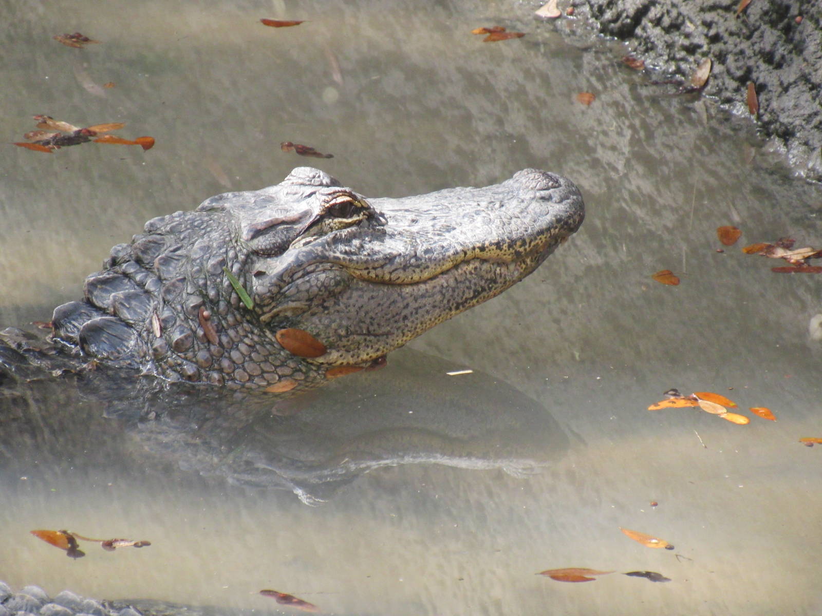 American Alligator