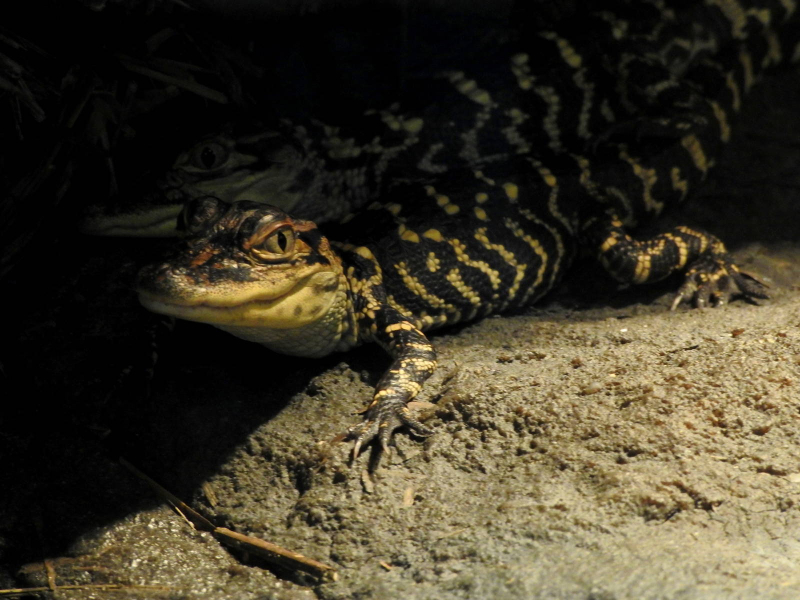 American Alligator