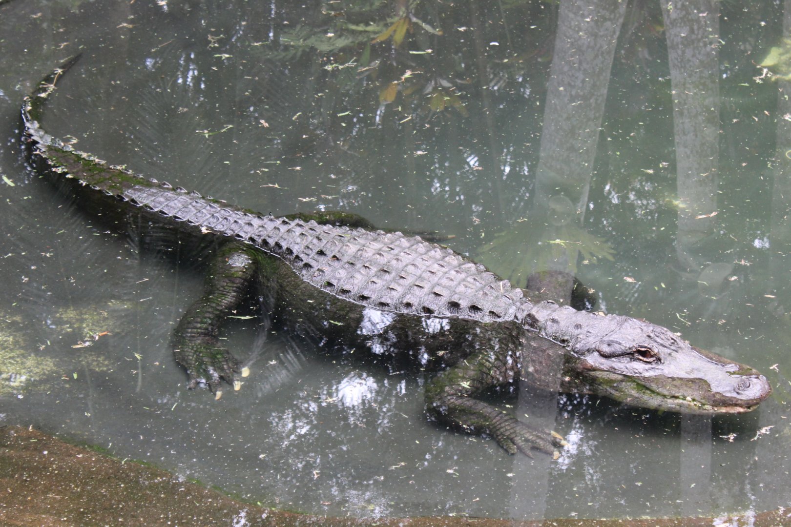 American Alligator