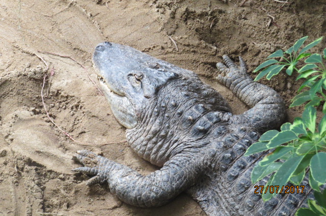 American Alligator