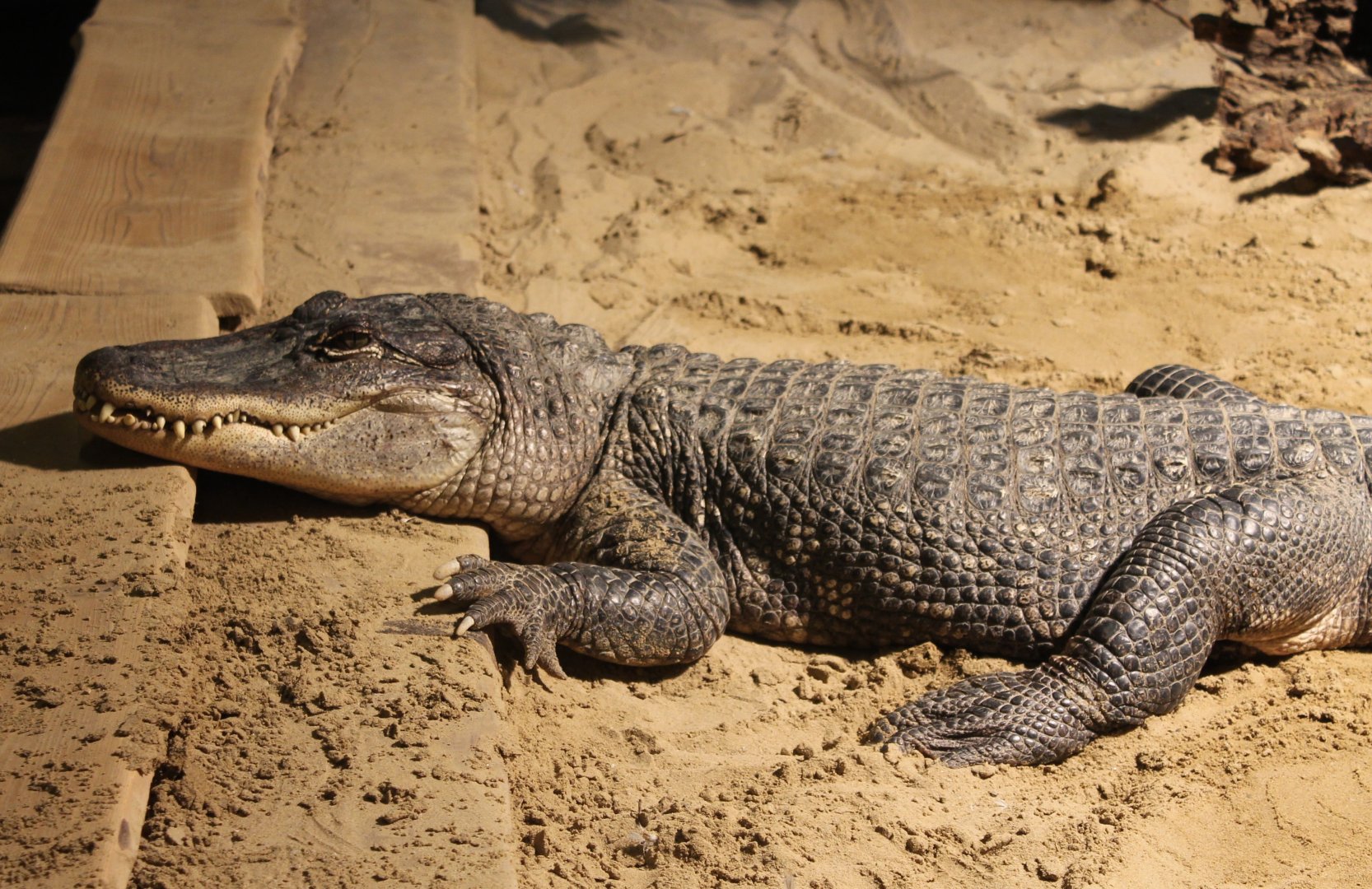 American alligator