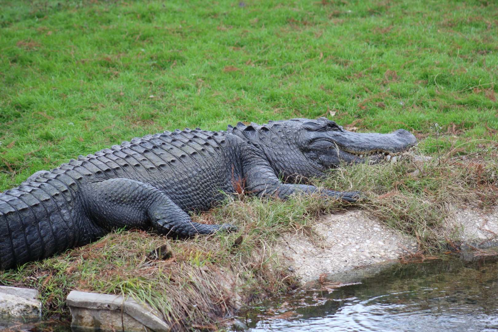 American Alligator