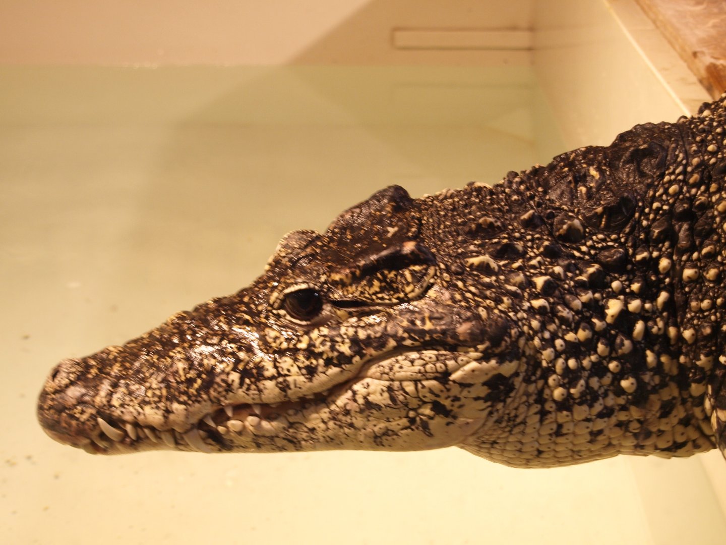 American alligator