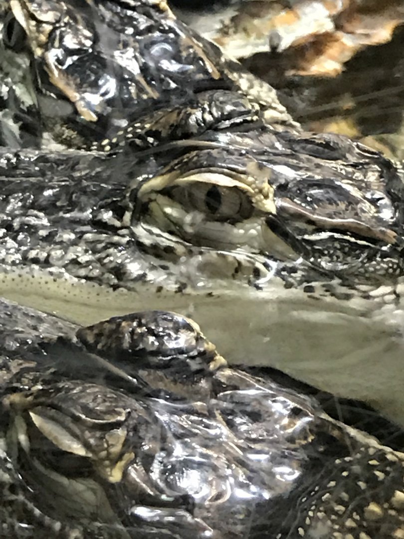American alligator