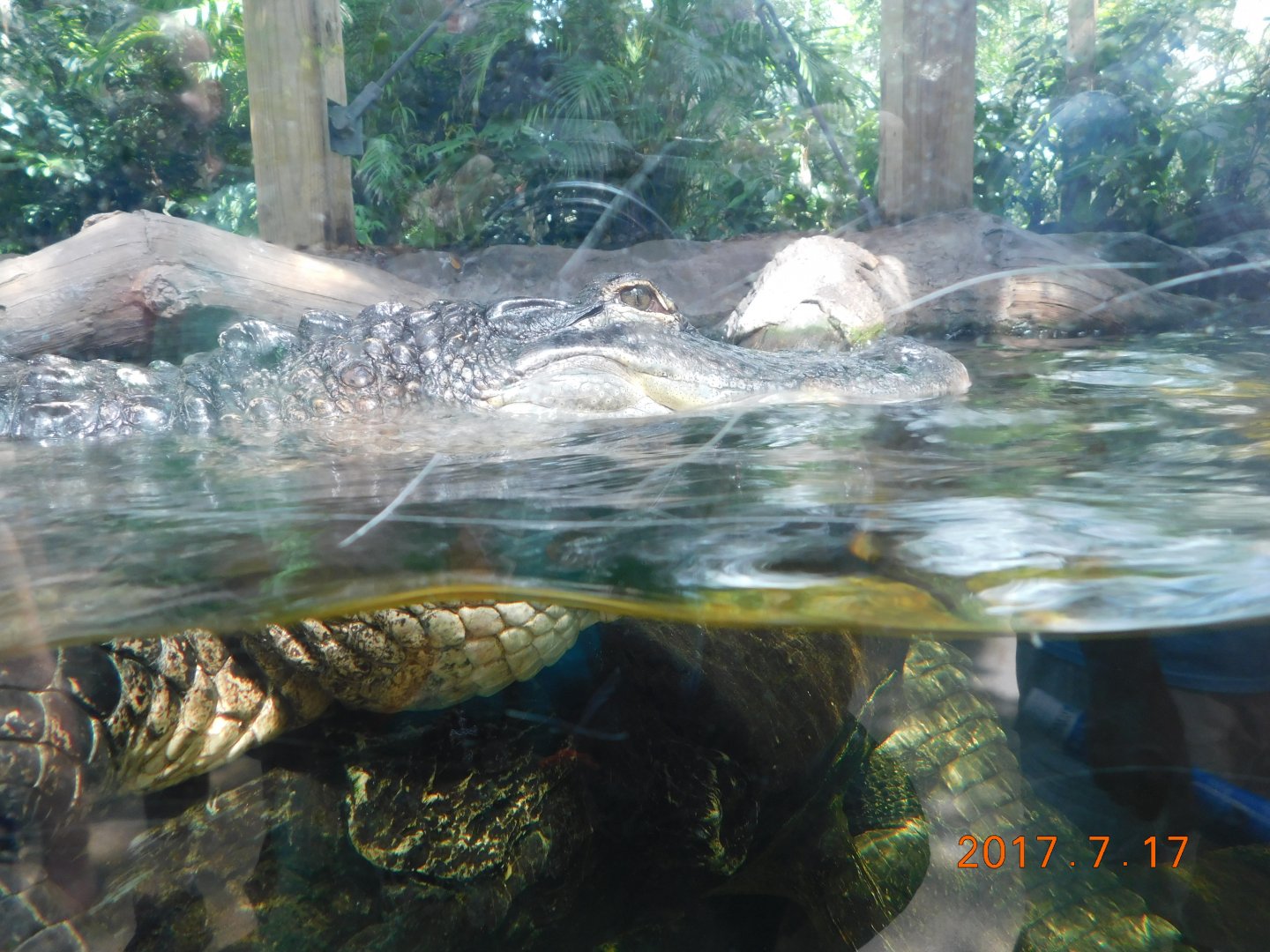 American Alligator