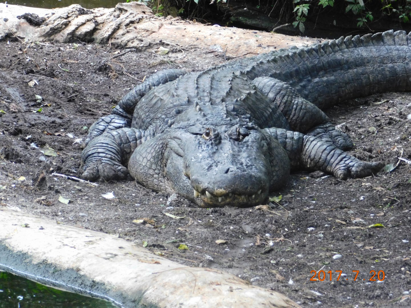 American Alligator