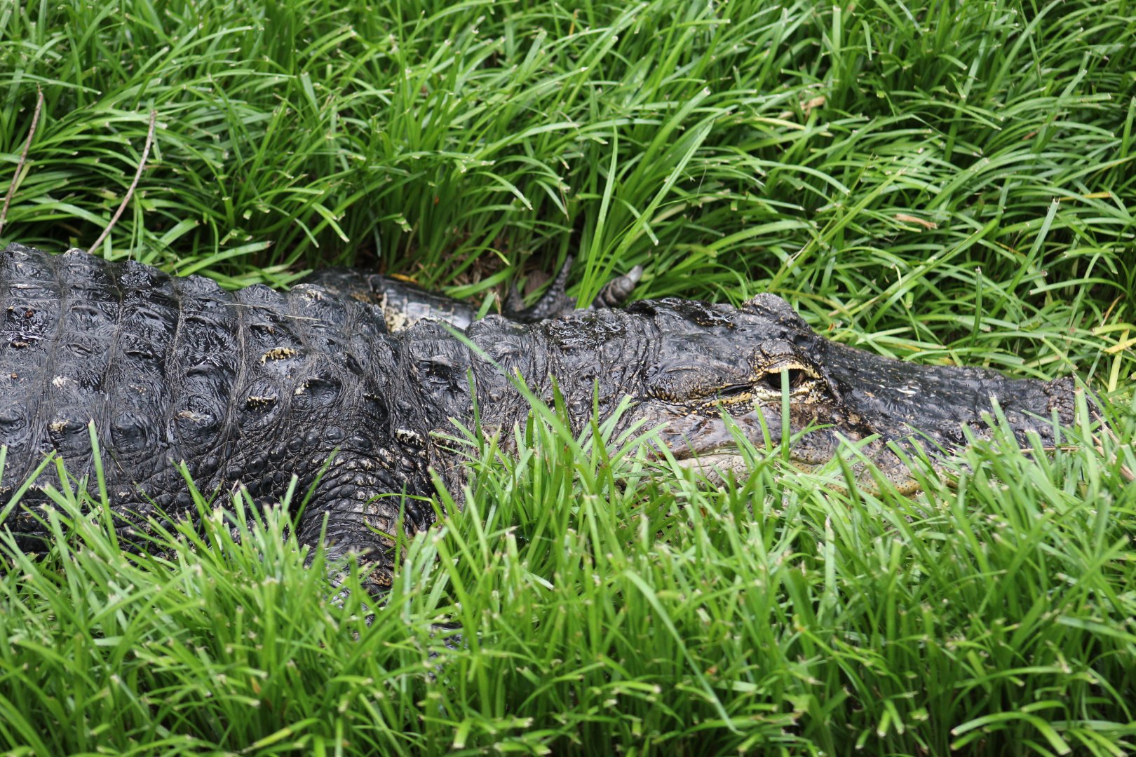 American Alligator