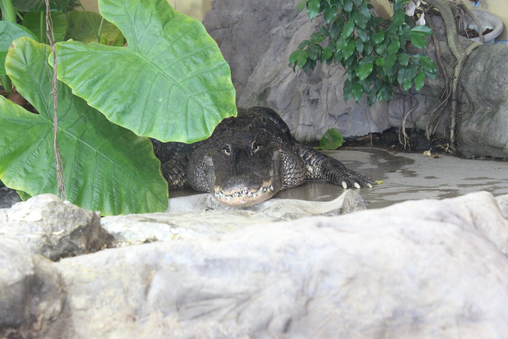 American alligator