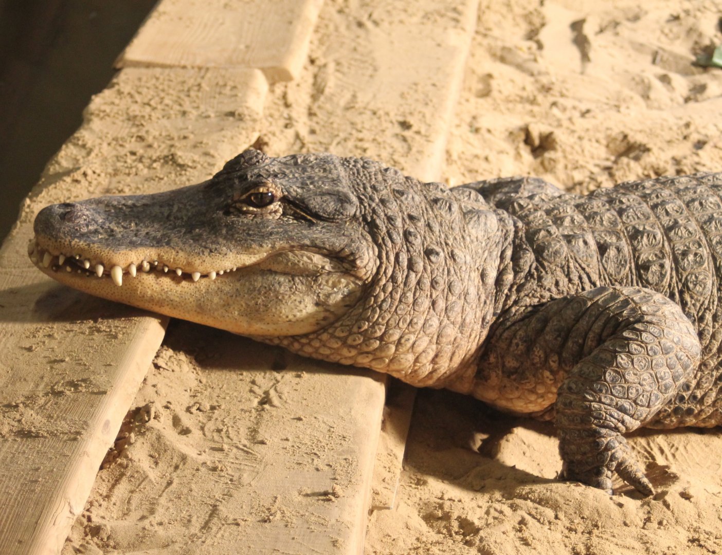 American alligator
