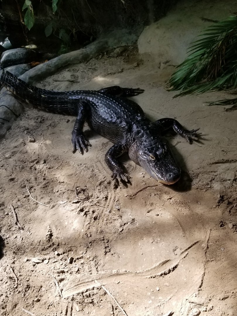 American Alligator