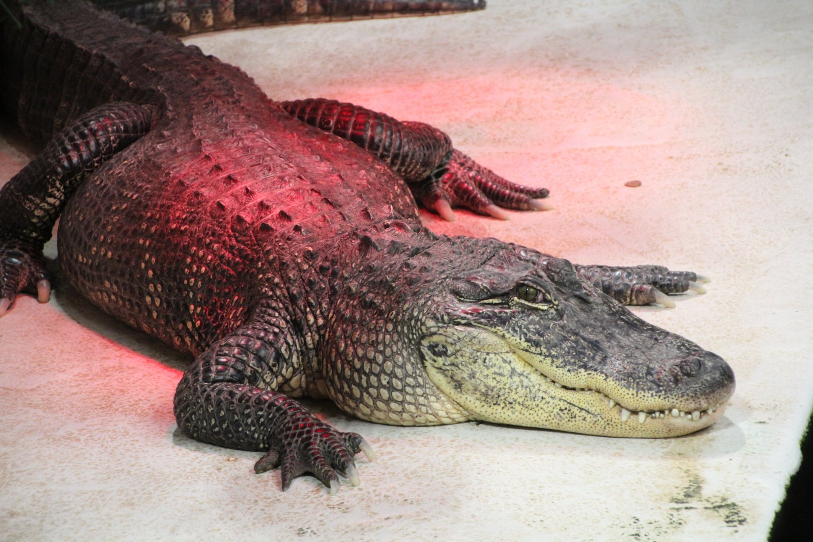 American Alligator
