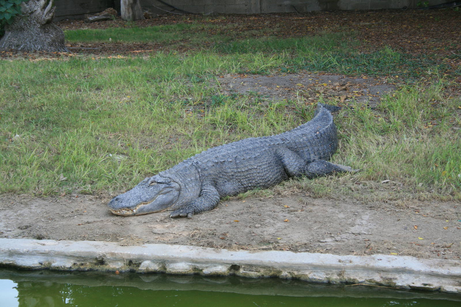 american alligator