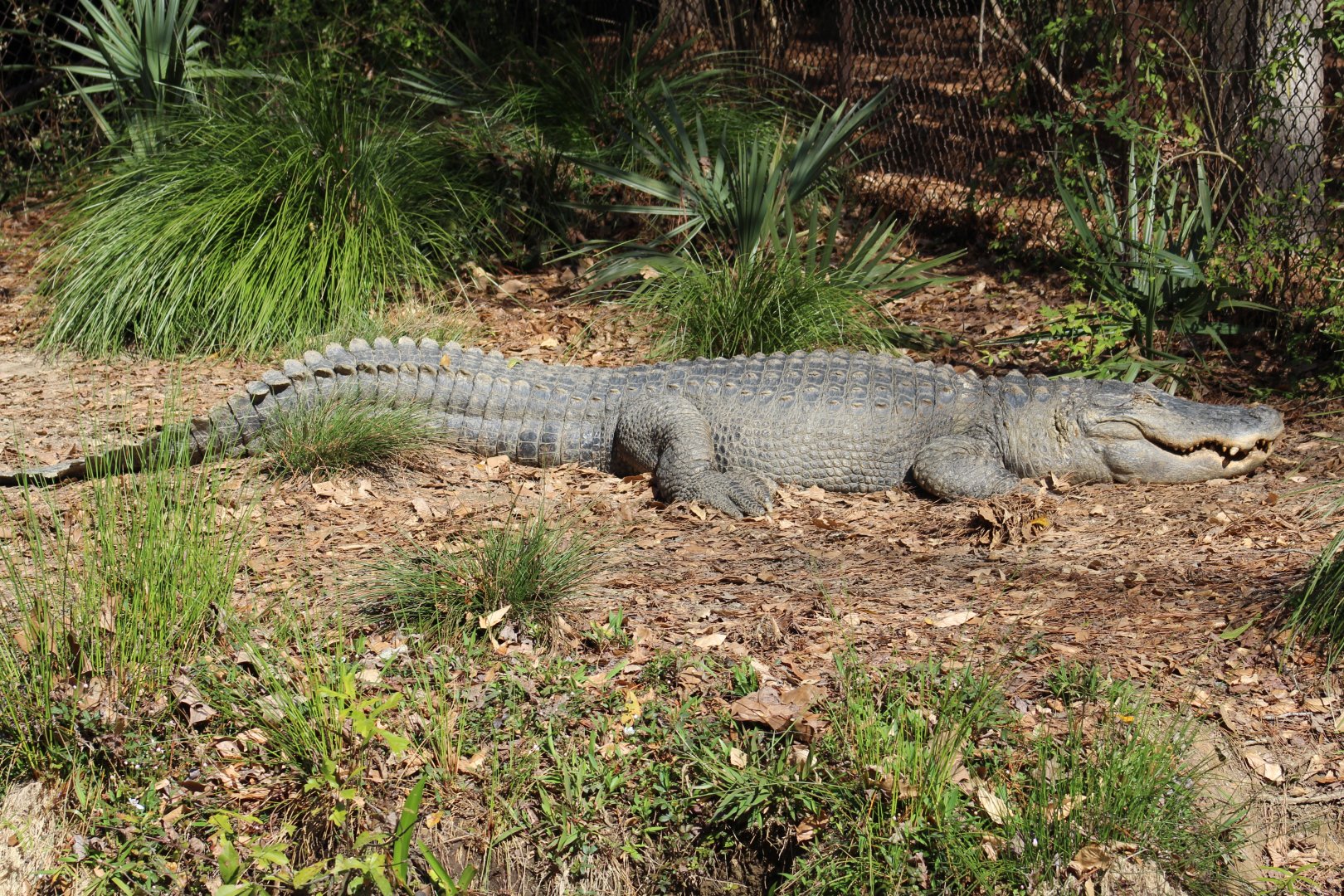 American Alligator