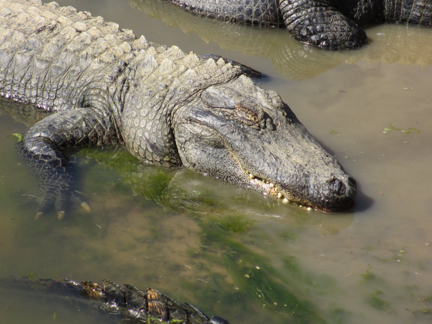 American Alligator