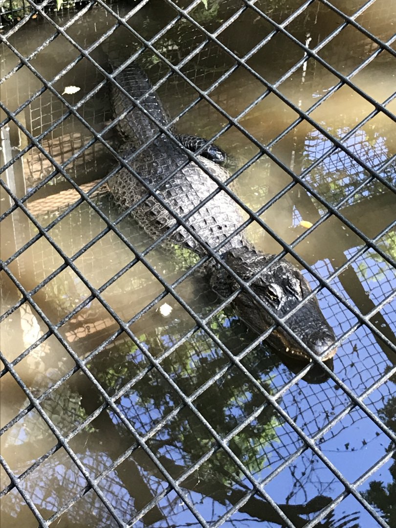 American alligator